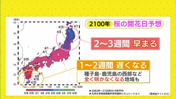 桜前線「異例の早さ」で青森到達　九州より東北で先に満開　将来は「全国一斉に開花」が当たり前に⁉|TBS NEWS DIG