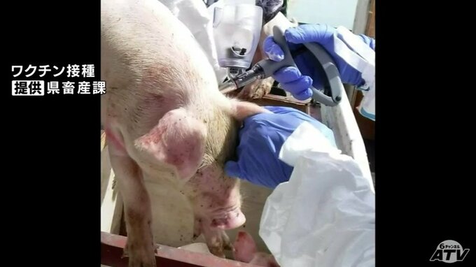 青森県三戸町で発見の「野生のイノシシの死がい」から県内4例目の「豚熱」感染確認　県が9月下旬に農場一斉検査へ　|　青森のニュース│ATV NEWS│青森テレビ