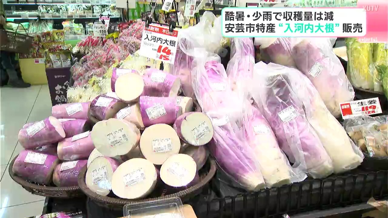普通の大根とは格段に違います！」酷暑・少雨で出荷量は減 高知県安芸