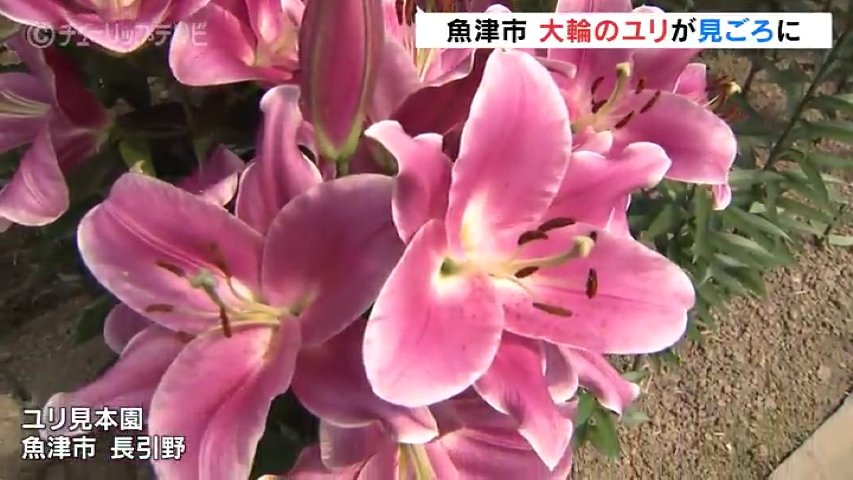 大輪のユリの花見ごろ 魚津市長引野ユリ見本園 富山・魚津市 | 富山の