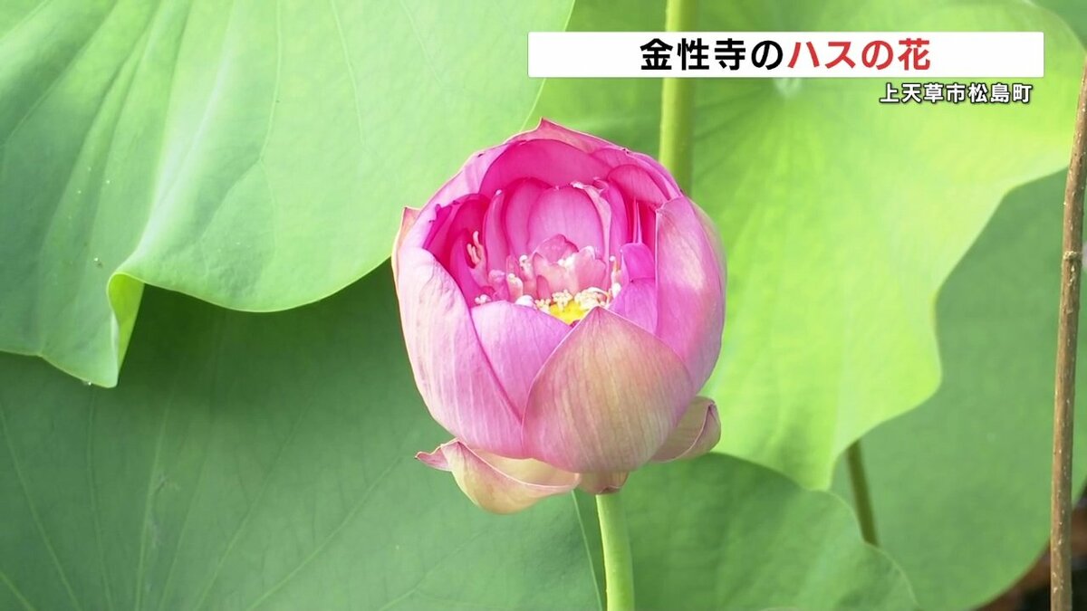 開花初日は「半開き」 金性寺のハス 熊本 | 熊本のニュース｜RKK NEWS