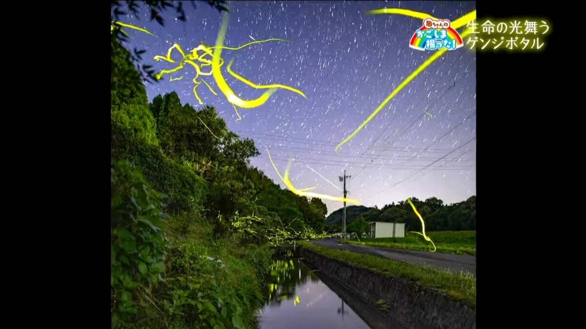 生命の神秘「ゲンジボタル」　鹿児島・さつま町【亀ちゃんのかごしま撮った！】
