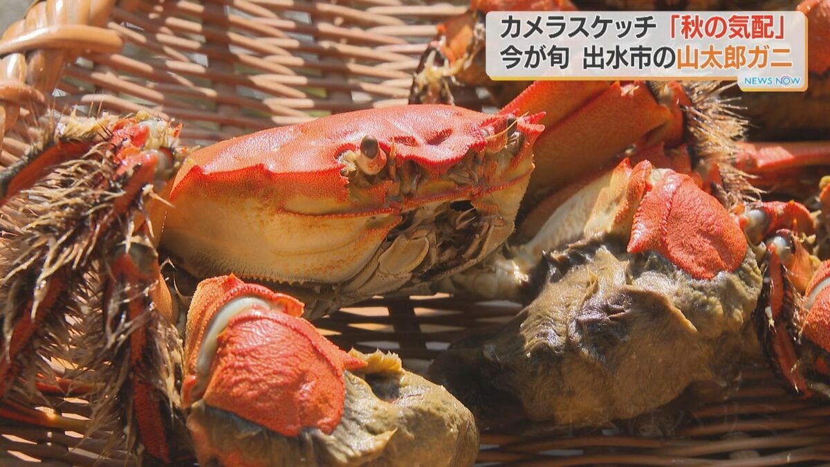 味付けは塩とみそで…今が旬の山太郎ガニ「夜明けが待ち遠しい」【カメラスケッチ・秋の気配】