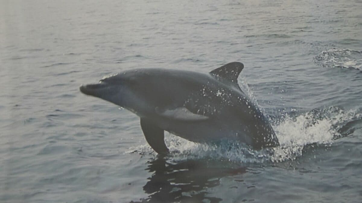 石川から福井へ自力で約250キロ引っ越したイルカ 愛らしい“すずちゃん