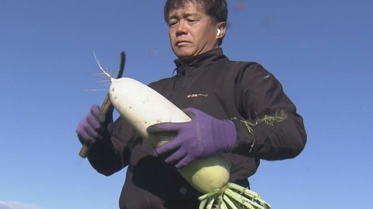 出汁が染み込みやすく煮崩れしにくい その名も“おでん大根” 収穫最盛期 ｢雨が良い感じに降り 最高に美味しい出来」 三重･伊勢市