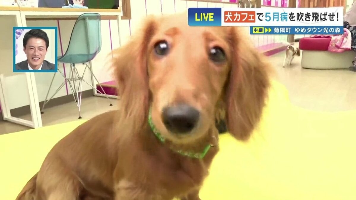 犬飼えないけど触れ合いたい…“11種20匹” 赤ちゃんわんこだらけの