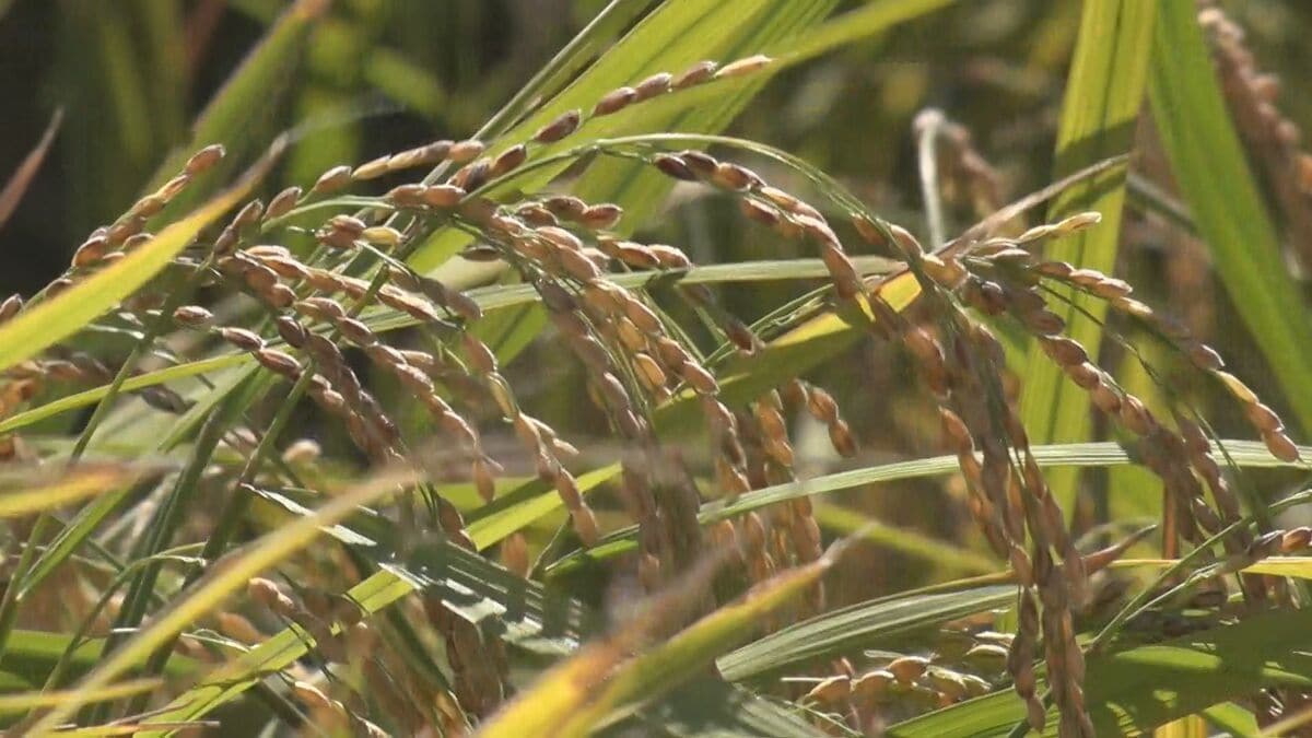 「台風にも持ちこたえて今年も豊作」　名護市羽地の田んぼで一期作米の稲刈り