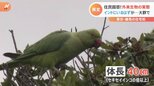 “インドのインコ”が大群で!巨大外来魚に熱帯魚まで!住民が困惑する外来生物の実態|TBS NEWS DIG