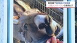 飼育員が撮影した動物たちのベストショットは? 宮崎市フェニックス自然動物園で「飼育スタッフのとっておき写真展」|TBS NEWS DIG