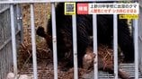 【クマ捕獲】中学校のグラウンドに居座ったクマか「シカの皮をはいで、食べようと…」箱わなの中でも肉をむさぼり“土まんじゅう”の習性 | 北海道のニュース|HBC北海道放送