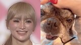【浜崎あゆみ】声帯を切られた愛犬の ”声” に「必死こいてがむしゃらに生きたい」 ”Never too late to start” （始めるのに遅すぎることなどない）|TBS NEWS DIG