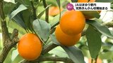 「完熟きんかん」の収穫　日南市で始まる　|　MRTニュース ｜ ＭＲＴ宮崎放送