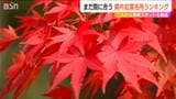 「まだ間に合う！」紅葉名所ランキング　大地主の庭園や 吊り橋と渓谷美のコントラストも　新潟県|TBS NEWS DIG