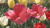 赤、白、黄色　5万本のチューリップが満開に　甲州市・ハーブ庭園旅日記|TBS NEWS DIG