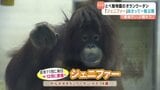 「ちょっとポッチャリさん、とても可愛らしい女の子」 ランウータンのジェニファー いよいよ一般公開へ 愛媛県立とべ動物園|TBS NEWS DIG