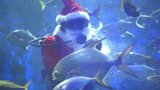 大分市の水族館にサンタクロースが登場 えさやりパフォーマンスが人気 | 大分のニュース|OBS NEWS|大分放送