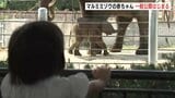 「やっと本物が見られた「言葉にならないぐらいかわいい」マルミミゾウの赤ちゃんを一般公開 すくすく育ち体重は113キロ 地面から肩までの高さも88センチに 広島市安佐動物公園|TBS NEWS DIG