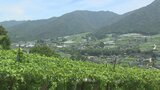扇状地を活用した果樹栽培 世界農業遺産に認定 山梨県の峡東地域|TBS NEWS DIG