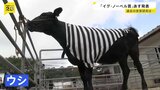 「イグ・ノーベル賞」4日発表 日本人の20年連続受賞なるか ユーモアのある研究などに贈られる|TBS NEWS DIG