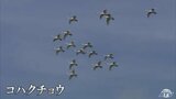 冬の使者「ハクチョウ」の羽休め 国内で稀な野鳥の休息も確認 青森・津軽富士見湖|TBS NEWS DIG