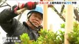 29℃予想の最高気温の中で“冬支度” 樹木を雪から守る『冬囲い』作業「熱中症の可能性も…」新潟・上越市|TBS NEWS DIG