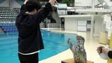 「サイン通りにやってくれてうれしかった」ゴマフアザラシと遊ぶトレーナー体験=伊豆・三津シーパラダイス|TBS NEWS DIG