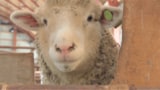 クマがヒツジの放牧地に…妻と10メートルの距離。でもハンターが「撃たなかった」理由とは 北海道占冠村 | 北海道のニュース|HBC北海道放送