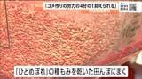 苗作り不要で労力を大幅削減する最新のコメ作り　直接種を撒く「乾田直播」栽培を学ぶ　宮城・色麻町|TBS NEWS DIG