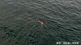 小豆島の南の瀬戸内海をよちよち泳ぐイノシシ1頭を発見 香川上陸を目指したか【高松海上保安部】 |TBS NEWS DIG