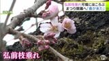 「春が来た」弘前公園で早咲きの『弘前枝垂れ』ほころぶ　園内にはすでに観光客が大勢　「弘前さくらまつり」開幕まであと6日！|TBS NEWS DIG