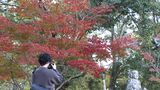 総社市の宝福寺で色づき始めた約2000本のカエデがまもなく見ごろ 平年より1週間ほど遅く【岡山】 |TBS NEWS DIG