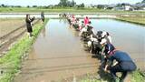 「コメ高い中で貴重な体験」コメ高騰の夏、霧島市の小学生が田植え体験　鹿児島|TBS NEWS DIG