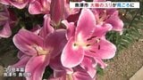 大輪のユリの花見ごろ 魚津市長引野ユリ見本園 富山・魚津市|TBS NEWS DIG