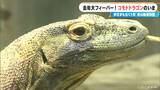 去年大フィーバー!名古屋・東山動植物園のコモドドラゴン「タロウ」 来日まもなく1年 その人気ぶりは? | 名古屋・愛知・岐阜・三重のニュース【CBC news】 | CBC web