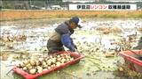 「ますます寒くなると糖度も上がってくる」北限の『レンコン』は田んぼで栽培 宮城・栗原市|TBS NEWS DIG