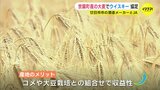 広島･世羅が近い将来 大麦の一大産地に！?　酒造メーカーとＪＡがウィスキー作りで協定　|　RCC NEWS | 広島ニュース | RCC中国放送