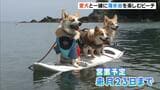 愛犬と一緒に海水浴「わんわんビーチ」利用料は１頭につき１０００円　兵庫・青井浜海水浴場|TBS NEWS DIG