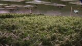 トランプ政権　医療用大麻の規制緩和　ヘロインと同等→鎮痛剤と同等に分類見直し　|TBS NEWS DIG
