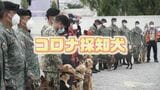 「コロナ探知犬」 匂いで感染者発見・精度95%以上 日本でも導入検討【まるっと!サタデー】|TBS NEWS DIG