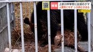 【クマ捕獲】中学校のグラウンドに居座ったクマか「シカの皮をはいで、食べようと…」箱わなの中でも肉をむさぼり“土まんじゅう”の習性　|　北海道のニュース｜HBC北海道放送
