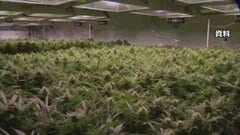 トランプ政権　医療用大麻の規制緩和　ヘロインと同等→鎮痛剤と同等に分類見直し　| TBS CROSS DIG with Bloomberg
