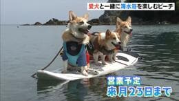 愛犬と一緒に海水浴「わんわんビーチ」利用料は１頭につき１０００円　兵庫・青井浜海水浴場　|　MBSニュース | 関西の最新ニュースを分かりやすく。