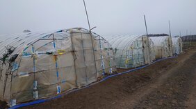 収穫前の「ニラ」約160キロ・11万2000円相当が盗まれる　警察は窃盗事件として捜査　茨城・筑西市|TBS NEWS DIG