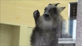 銀行のATMコーナーから『ニホンカモシカ』吹き矢放たれ麻酔でおとなしくなったところを捕獲　新潟県柏崎駅前|TBS NEWS DIG