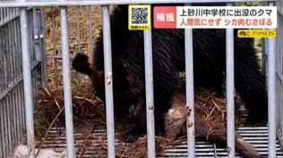 【クマ捕獲】中学校のグラウンドに居座ったクマか「シカの皮をはいで、食べようと…」箱わなの中でも肉をむさぼり“土まんじゅう”の習性 | 北海道のニュース|HBC北海道放送