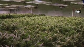 トランプ政権　医療用大麻の規制緩和　ヘロインと同等→鎮痛剤と同等に分類見直し　| TBS CROSS DIG with Bloomberg