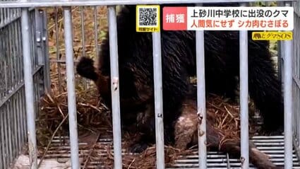 クマ捕獲】中学校のグラウンドに居座ったクマか「シカの皮をはいで