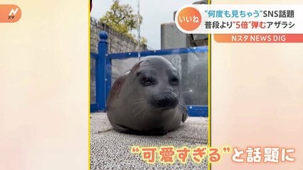 何度も見ちゃう」普段より“5倍弾む”アザラシの「もちもち」ちゃん