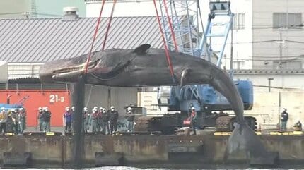 速報】「迷いクジラ」体長15mの姿がはじめて宙に浮く 淀川から海へ