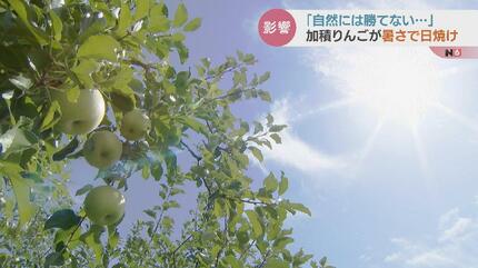 記録的猛暑で「加積りんご」が日焼け…このあとは台風も不安 農家の苦悩